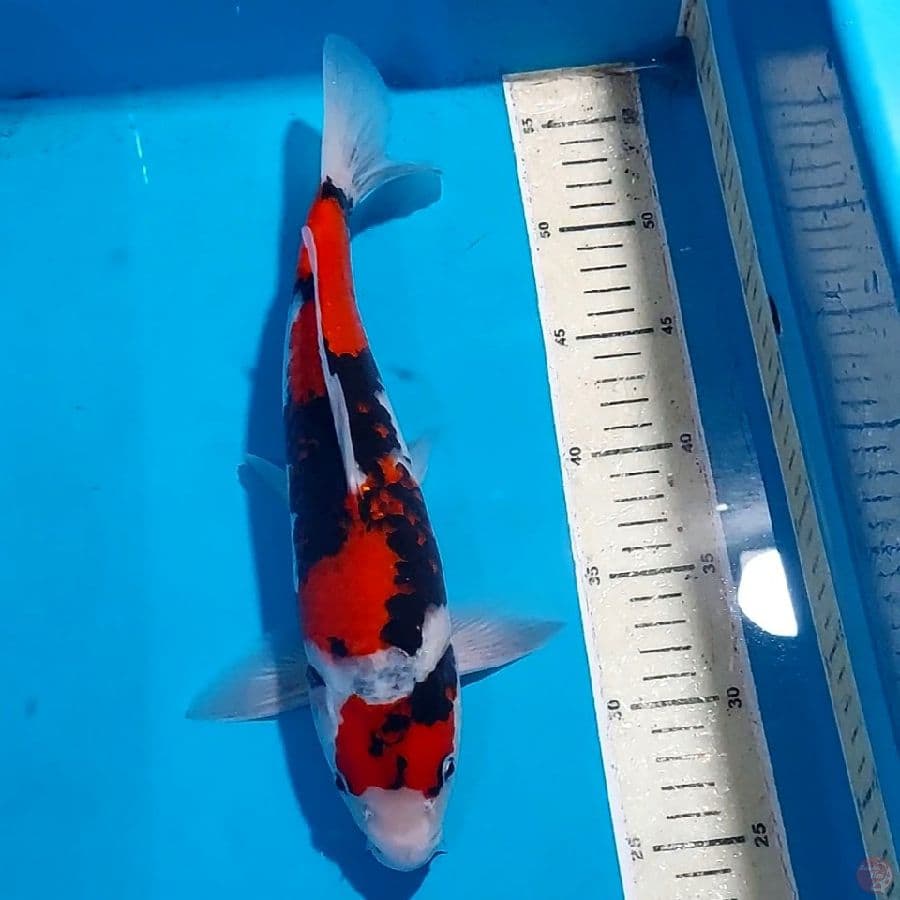 SHOWA BLACK STRONG 32 CM