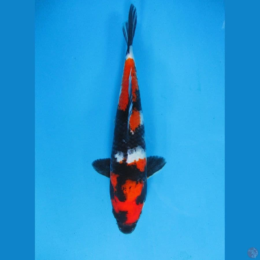 Showa Sanshoku 32cm