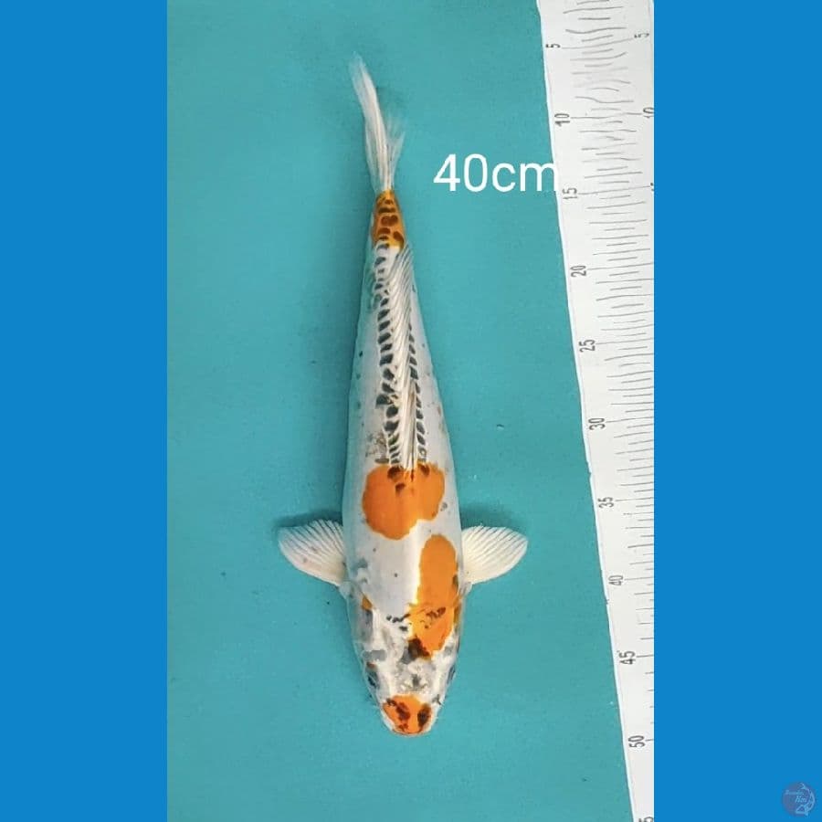 jumbo benikikokuryu 40cm