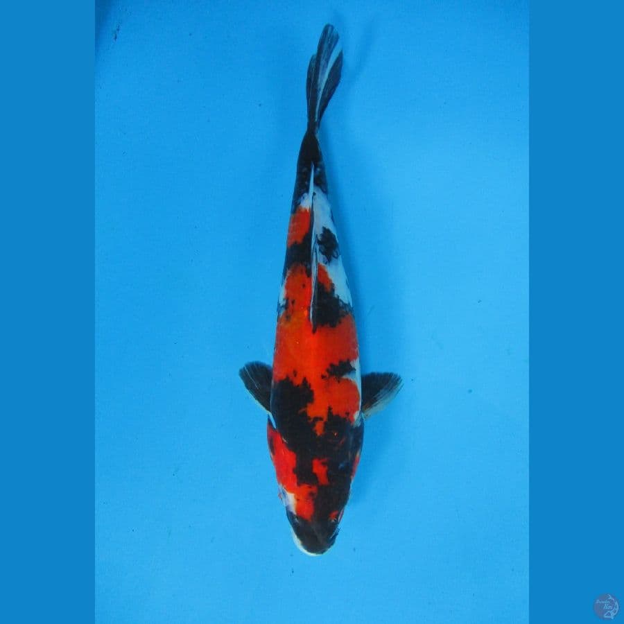 Showa Sanshoku 28cm