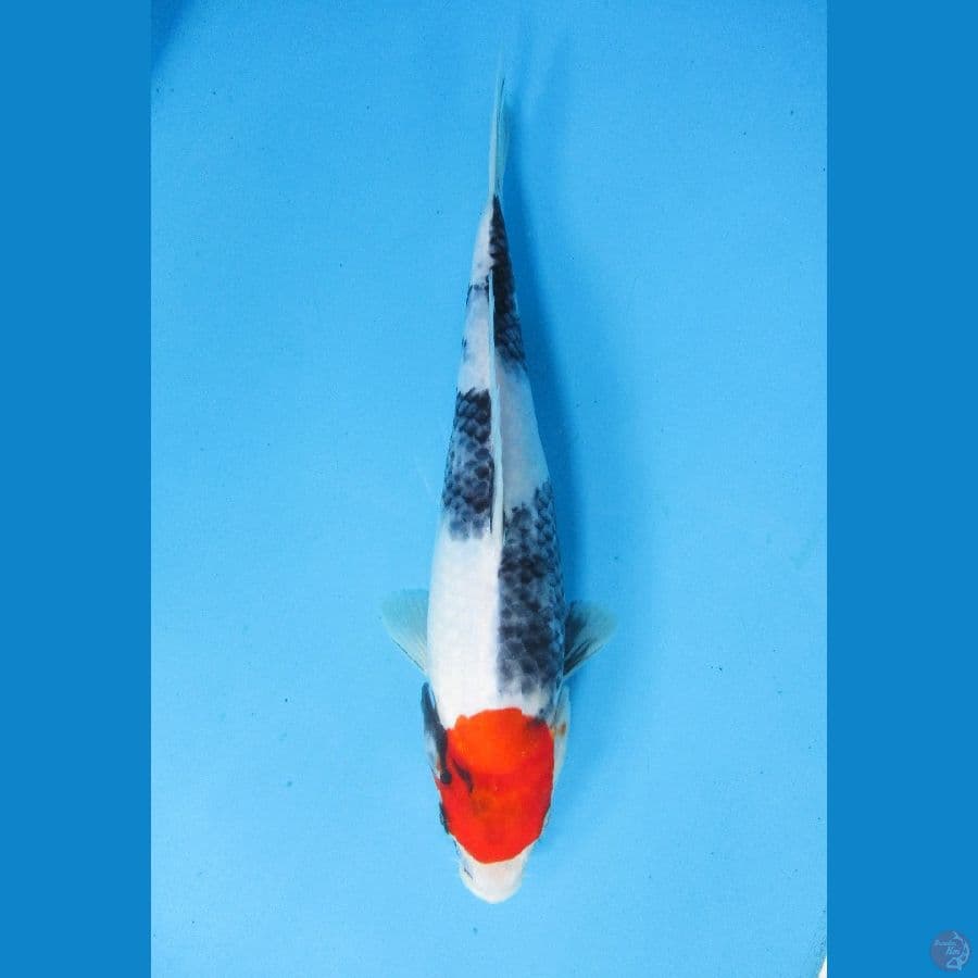Tanco Showa 30cm