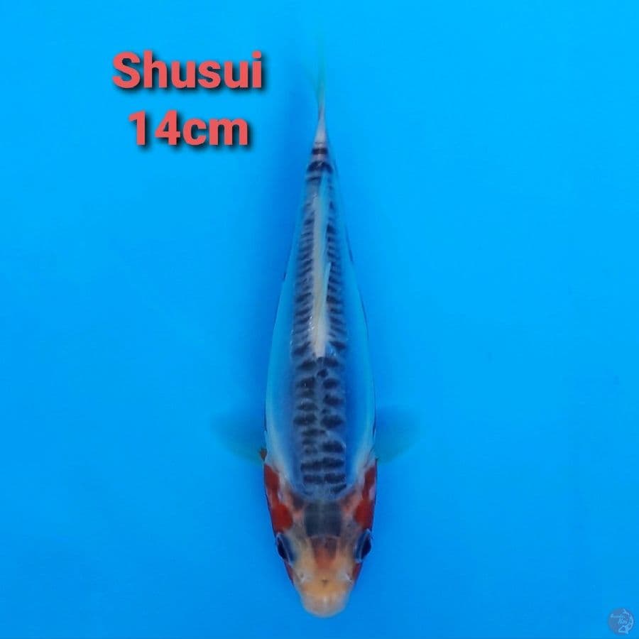 F1 KAWAKAMI SHUSUI 14CM