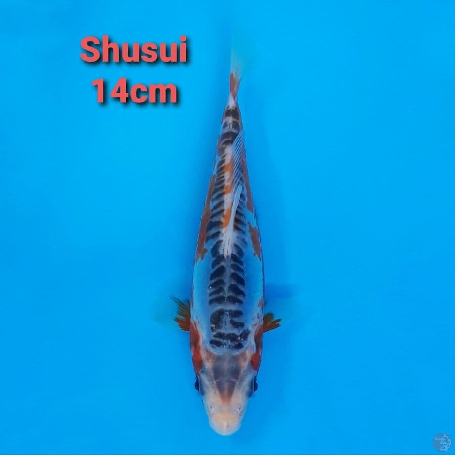 F1 KAWAKAMI SHUSUI 14CM