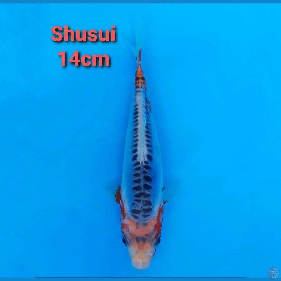 F1 KAWAKAMI SHUSUI 14CM