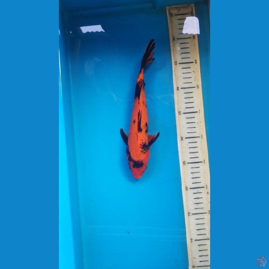 HI UTSURI 26CM