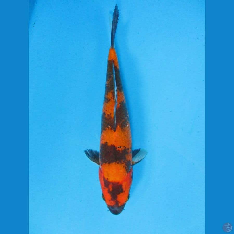Hi Showa 32cm
