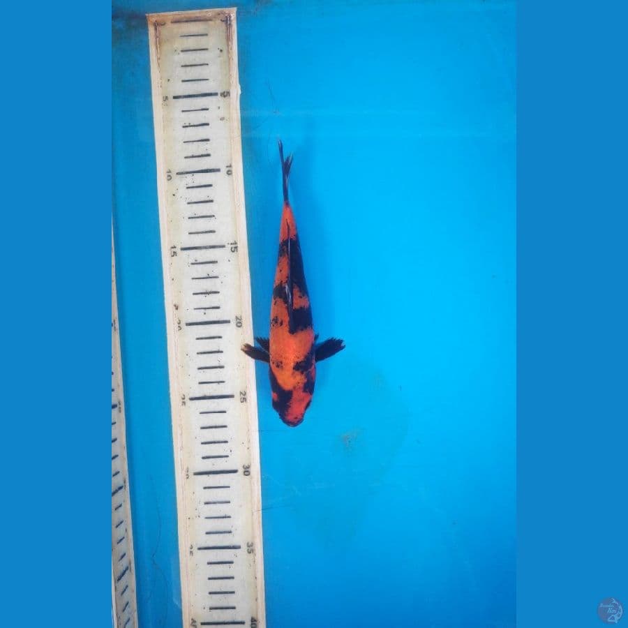 HI UTSURI 17CM