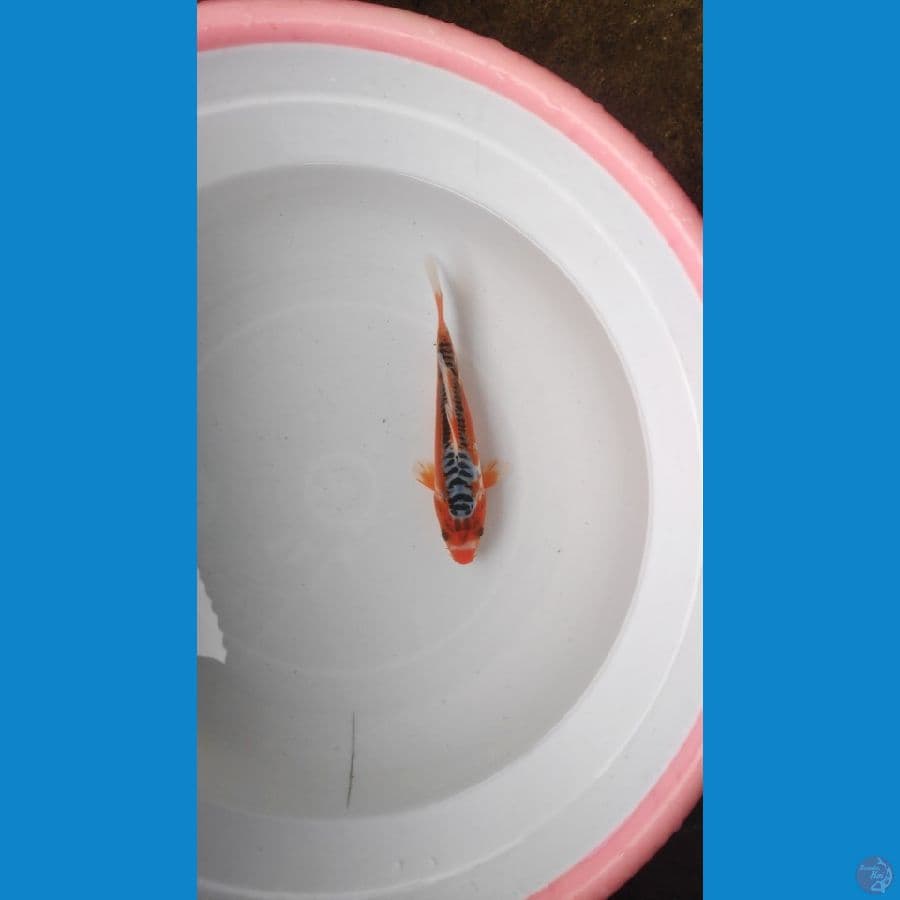 SHUSUI 17CM