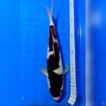BUDHO GOROMO 29cm