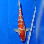KOHAKU ORIGINAL 34cm