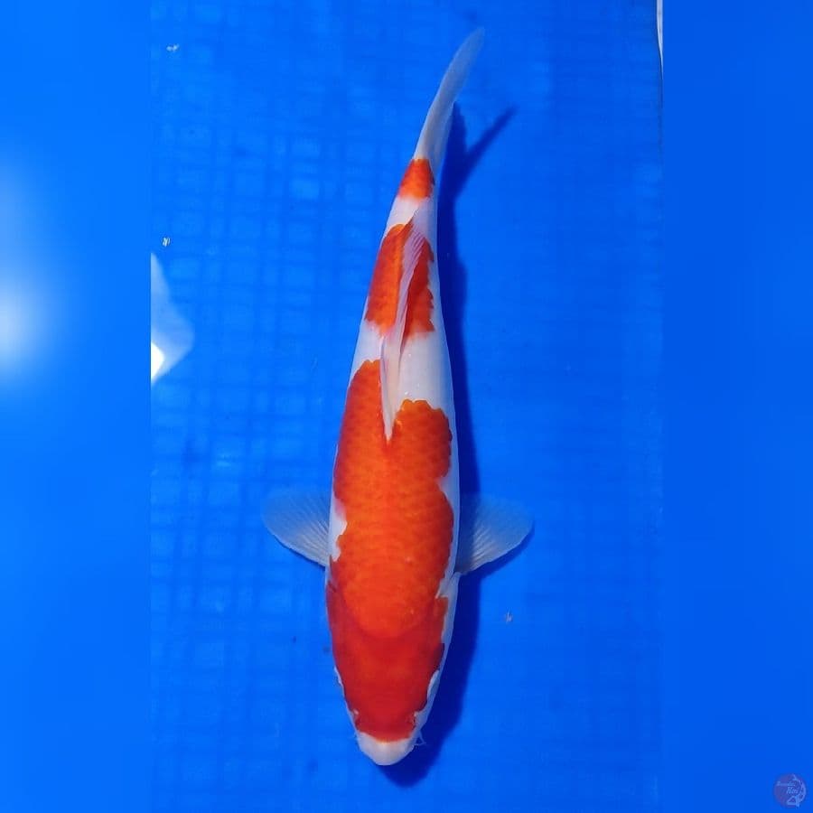 KOHAKU 3 STEP HQ 30cm