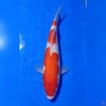 KOHAKU 3 STEP HQ 30cm