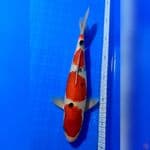 SANKE MARUTEN HQ 31cm