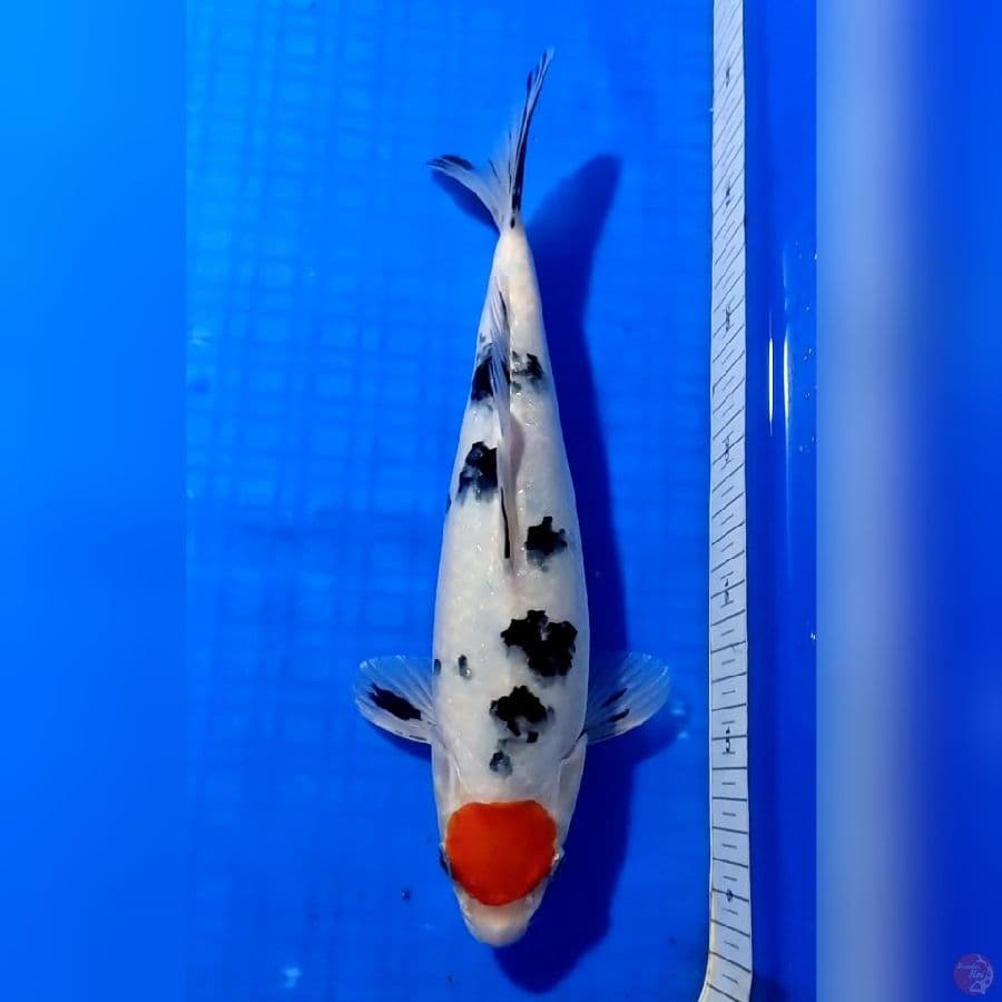 TANCHO SANKE 31cm
