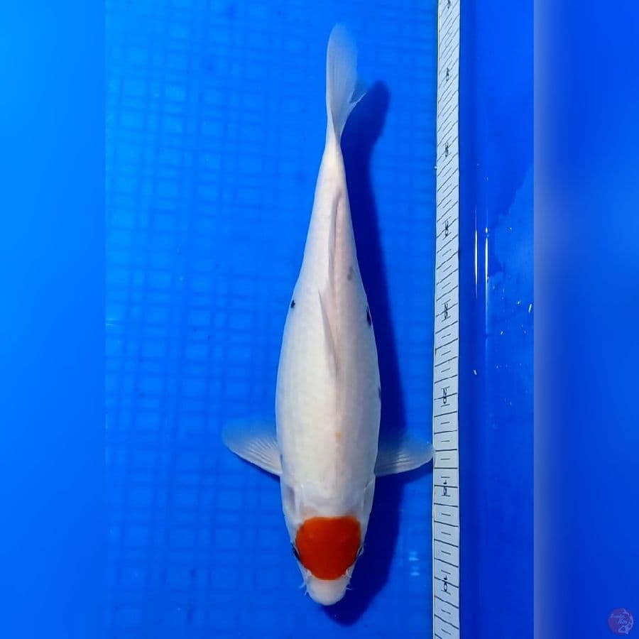 TANCHO SANKE 32cm