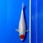 TANCHO SANKE 32cm