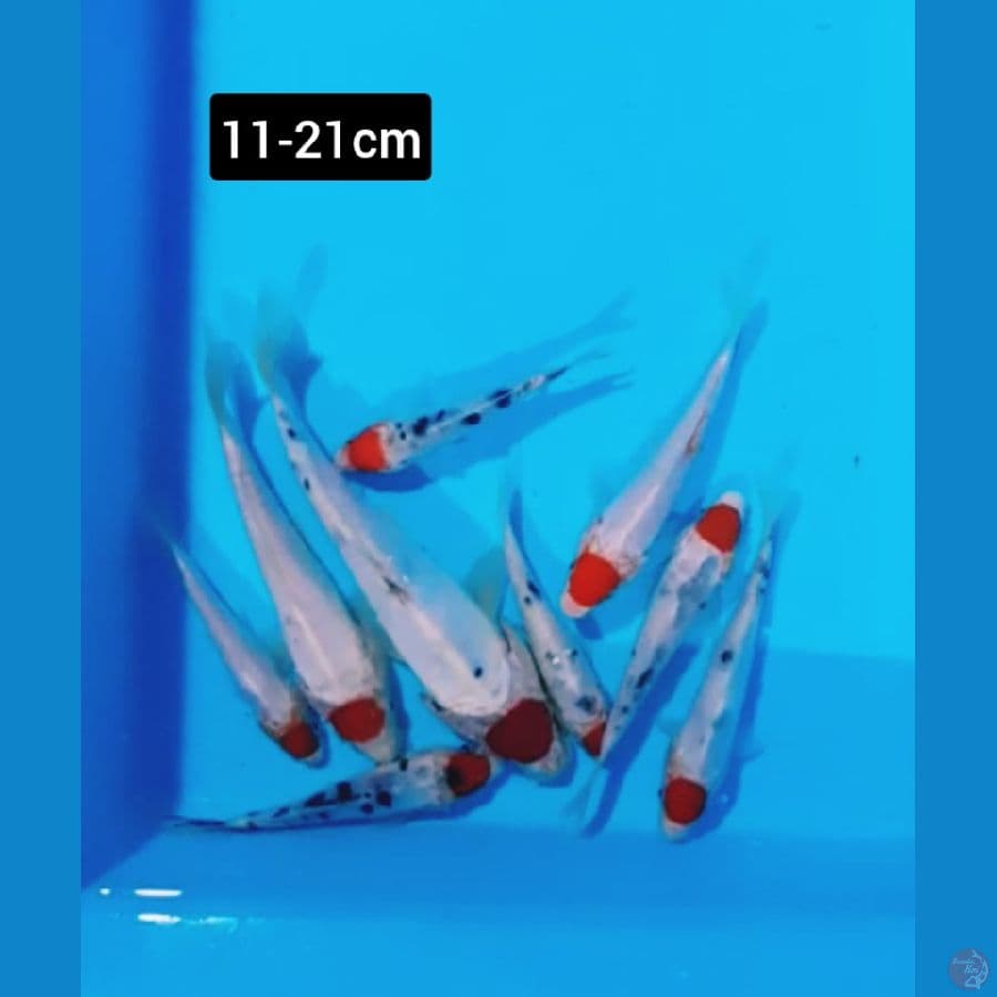 Paket Mix koi Tancho 9 ekor