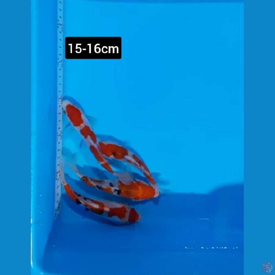 Paket mix koi 4 ekor