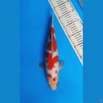 Kohaku Strong