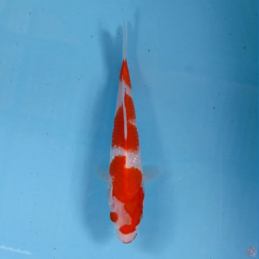 kohaku, 20 cm