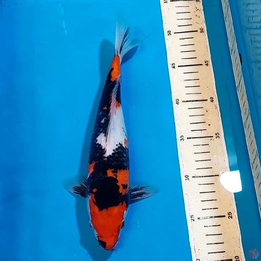 SHOWA 29 CM