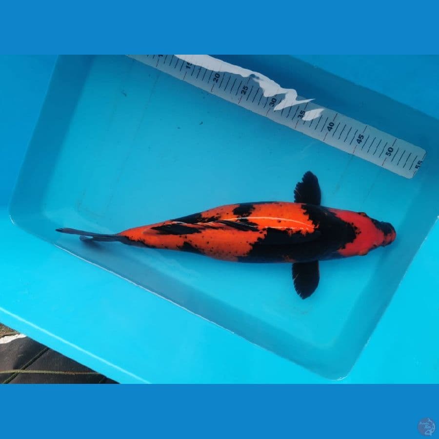Hiutsuri strong 51 cm punuk bulky 