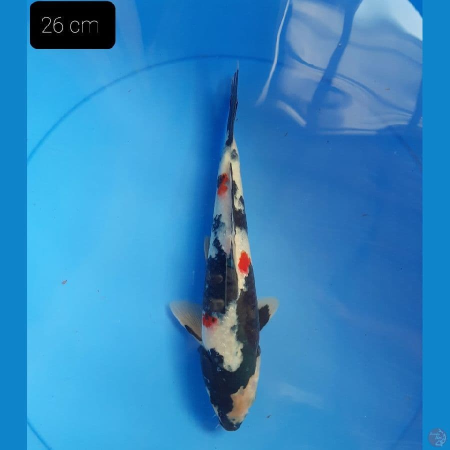Shiro 26 cm 