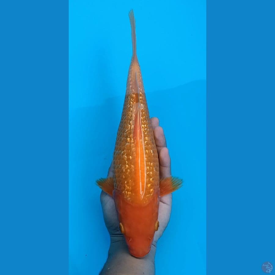 Benigoi Ginrin 32cm - Male