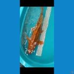 caramel 65 cm