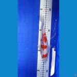 Ai Goromo Original 22 cm