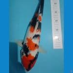 showa 47 cm 