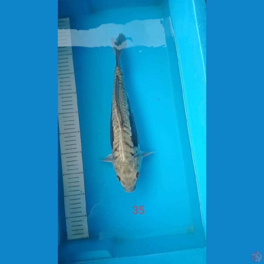 soragoi aragoke size 35 cm