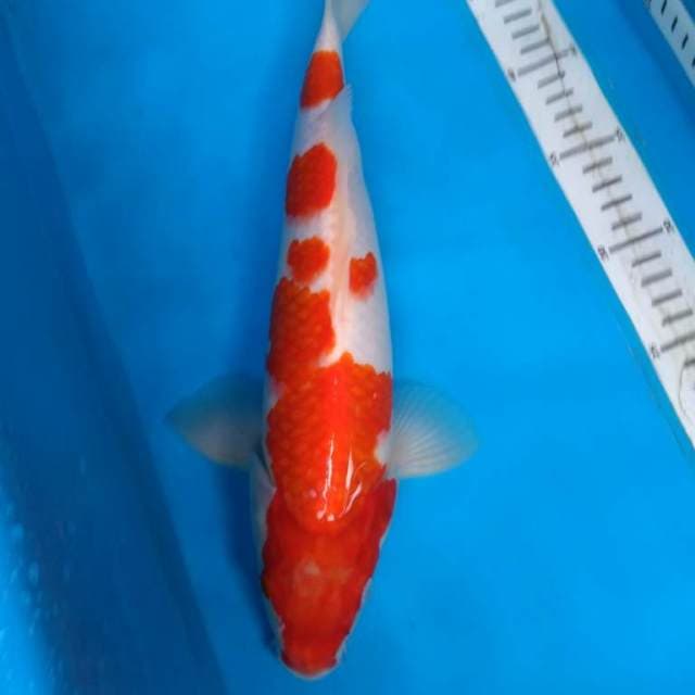 KOHAKU 34 cm