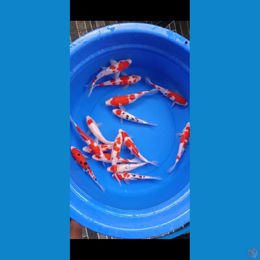 15 ekor 
Kohaku sanke 
Size 20-24 cm