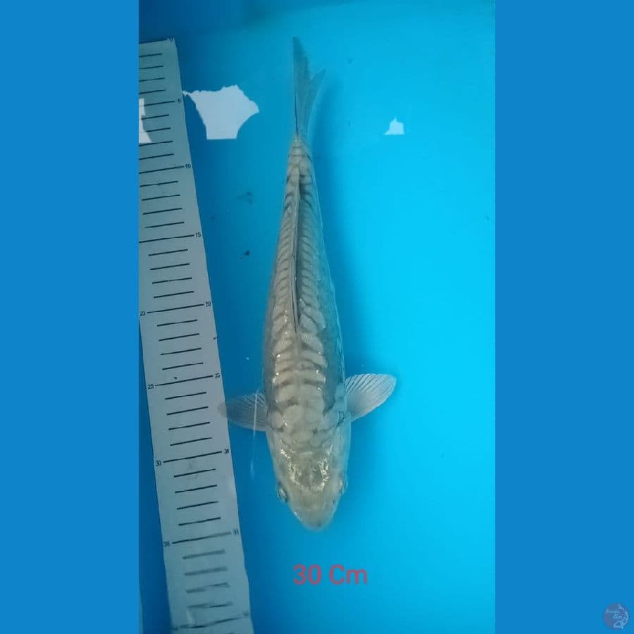 soragoi size 30 cm