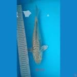 soragoi size 30 cm 