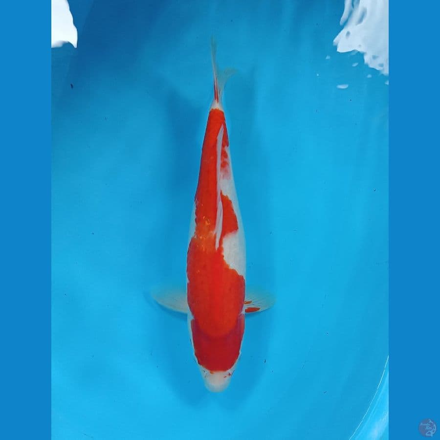 kohaku 37 cm