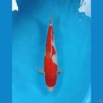 kohaku 37 cm 
