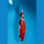 kohaku 35cm 