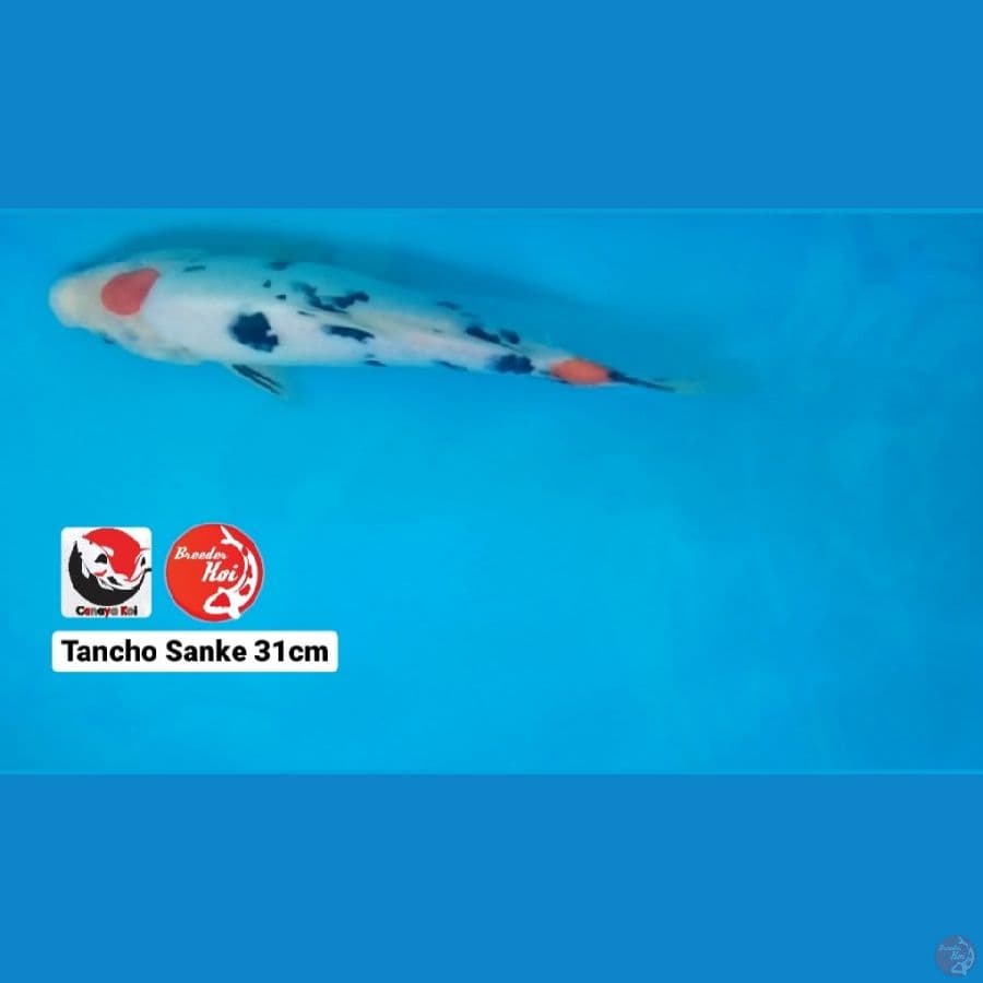 TANCHO SANKE 31CM --- CANAYA KOI FARM