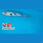 TANCHO SANKE 31CM --- CANAYA KOI FARM