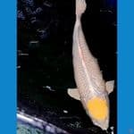 TANCHO HARIWAKE JUMBO HQ . 50 CM 