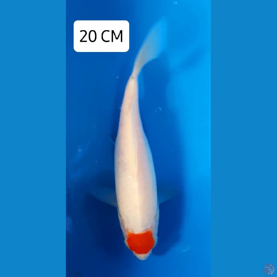 Tancho 20cm 