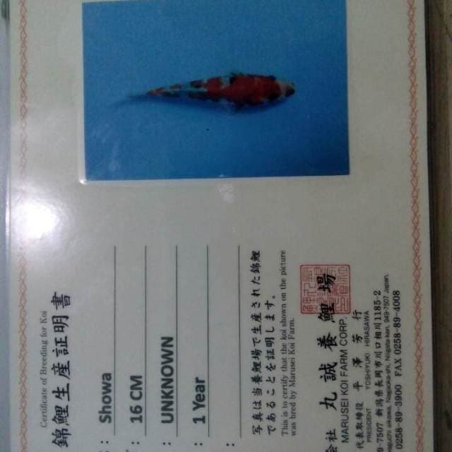 Showa import serti marusei