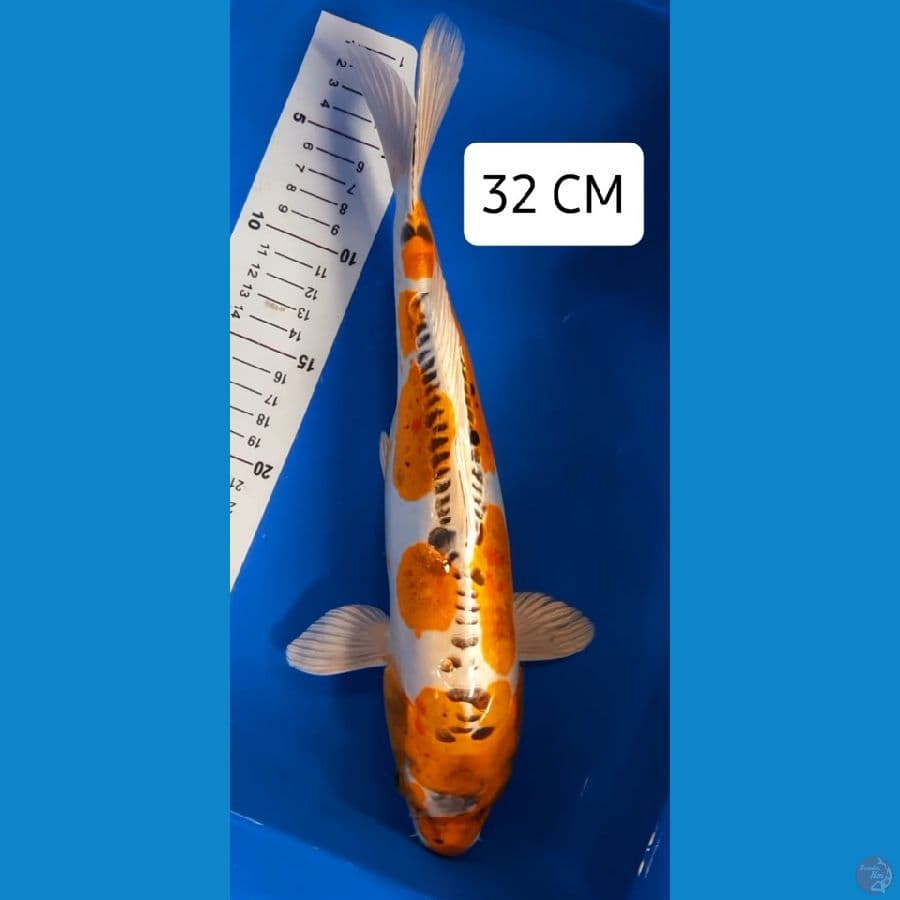 Doitsu Kujaku 32 CM
