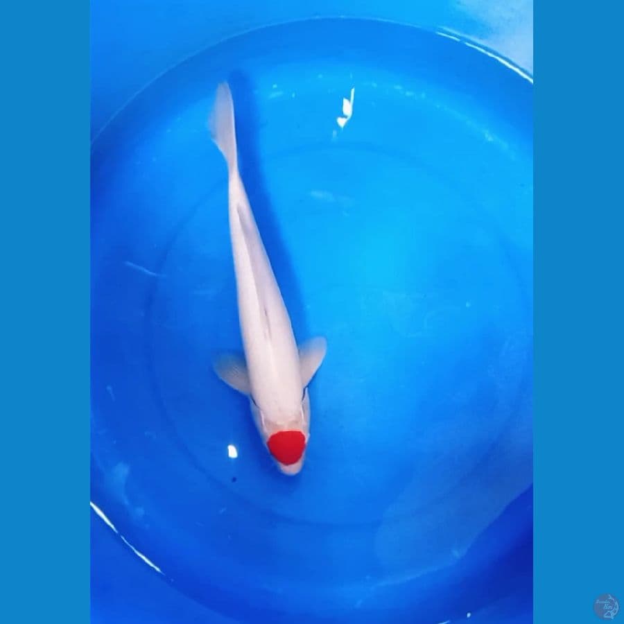 tanco 33cm