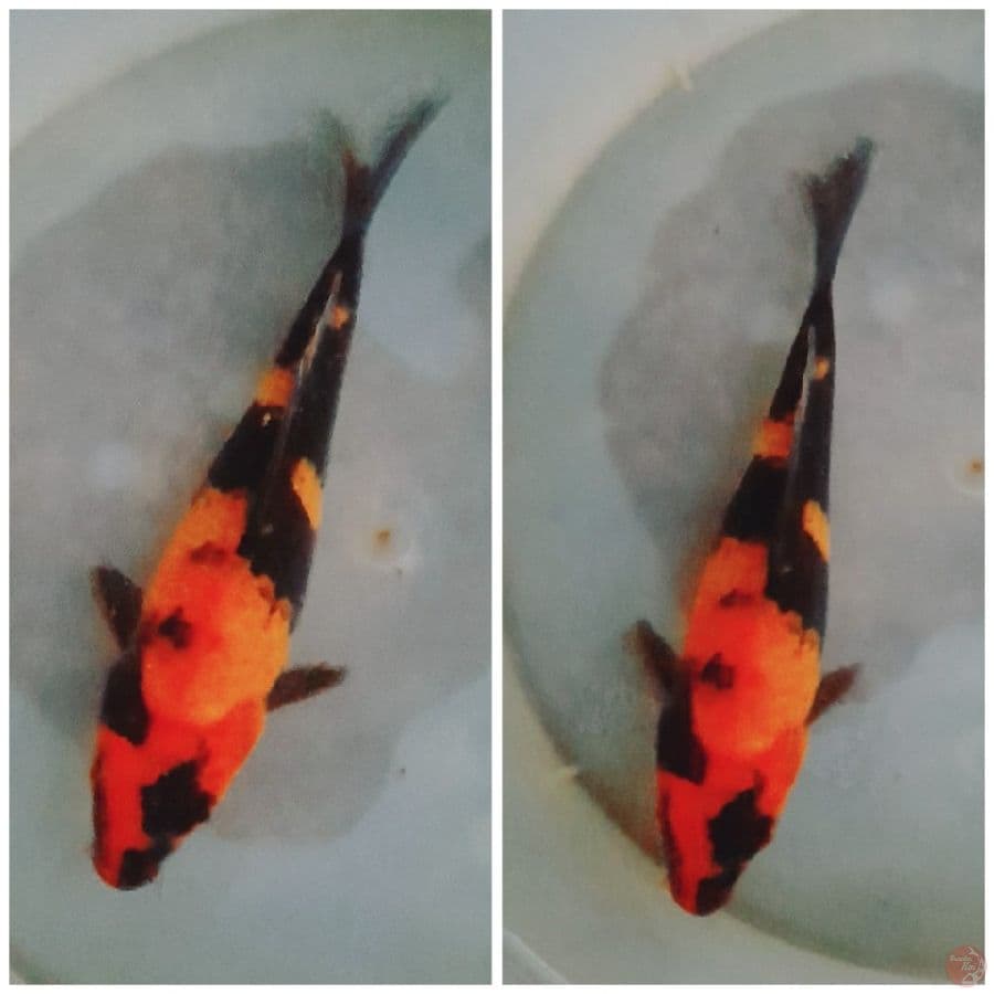HIUTSURI 19CM