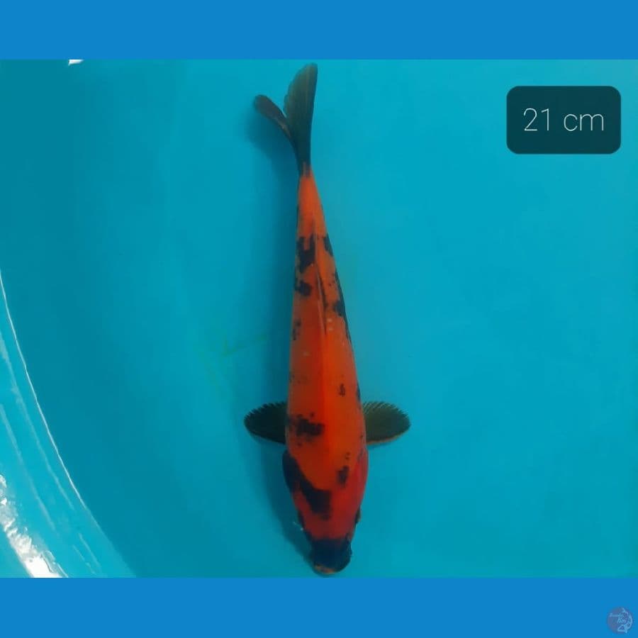 hi utsuri