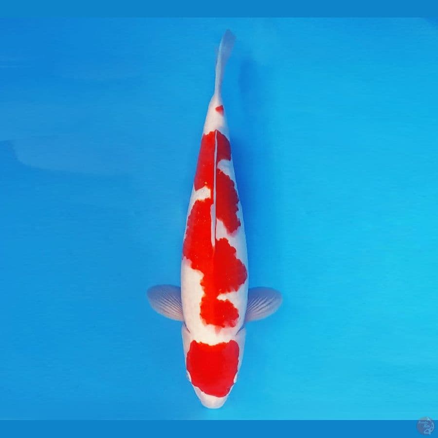 SANTORINI 1 ~ KOHAKU 37 cm/fm ™
