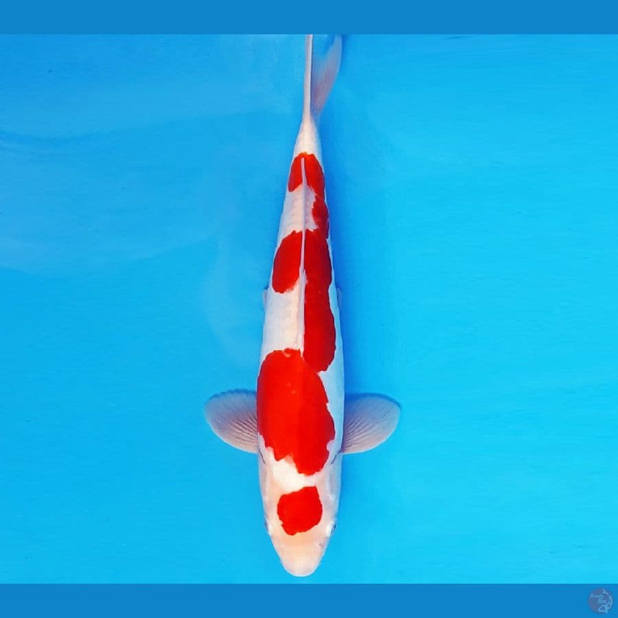GUNTAI 4 - MARUTEN KOHAKU DOITSU 31 cm/male ®